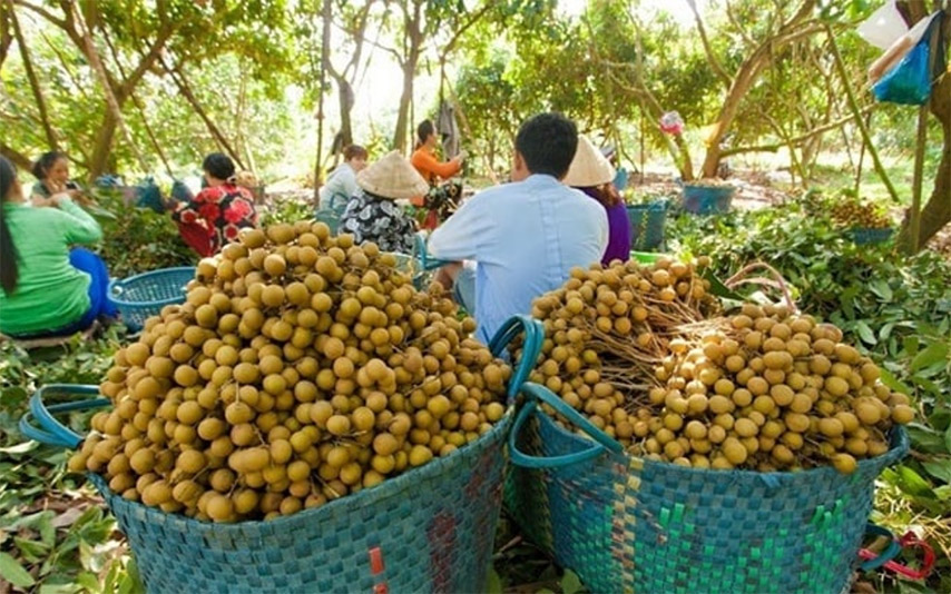 Tháng 3 âm lịch là thời điểm người dân Tây Ninh nô nức thu hoạch nhãn