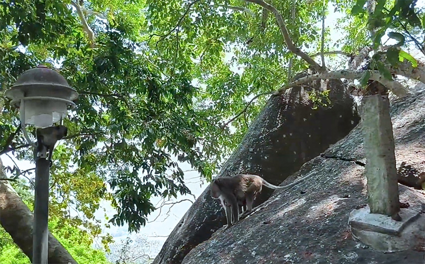 Du khách có thể bắt gặp những chú khỉ khi lên chùa Quan Âm 