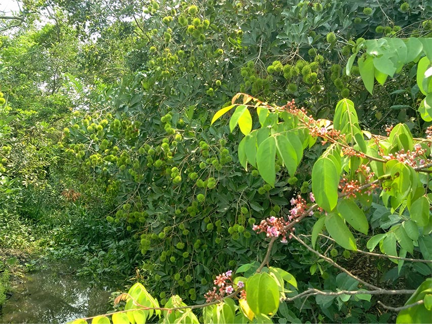 Đa dạng các loại hoa quả tại vườn trái cây Gò Chùa