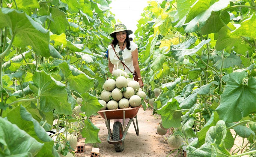 Du khách được tận tay thu hoạch những trái dưa lưới tại nông trại Bà Đen Farm 