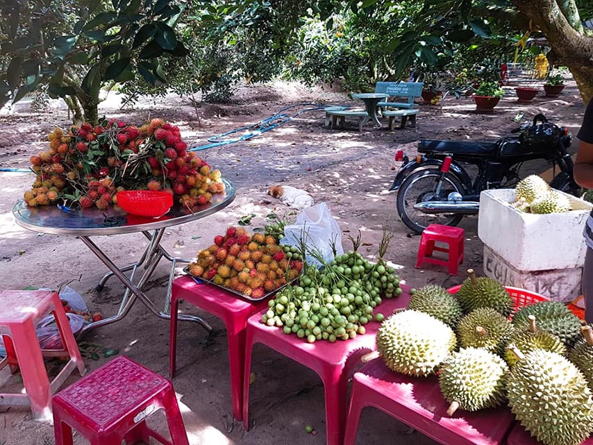Ngoài thăm quan, du khách có thể mua trái cây trực tiếp tại vườn