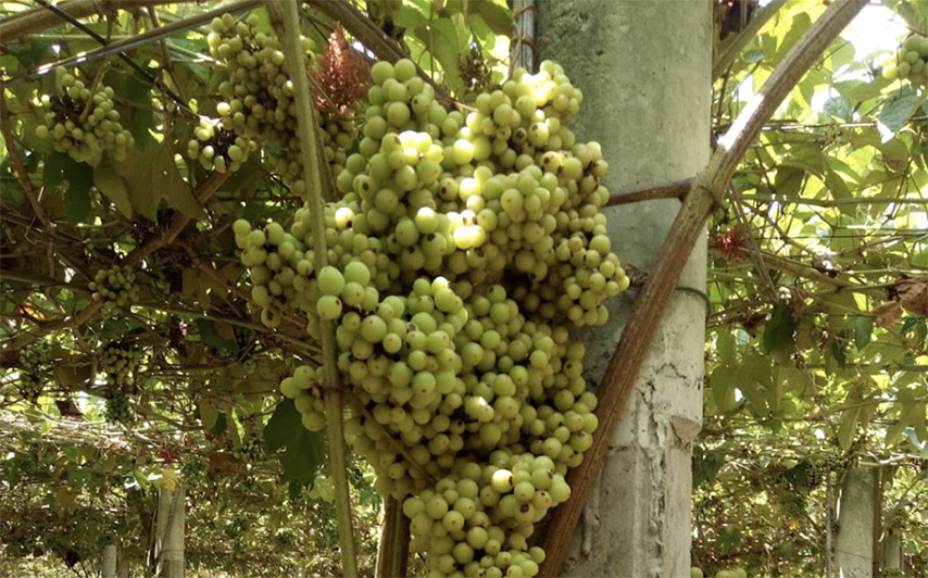 Nho rừng để làm rượu tại vườn nho Tây Ninh 