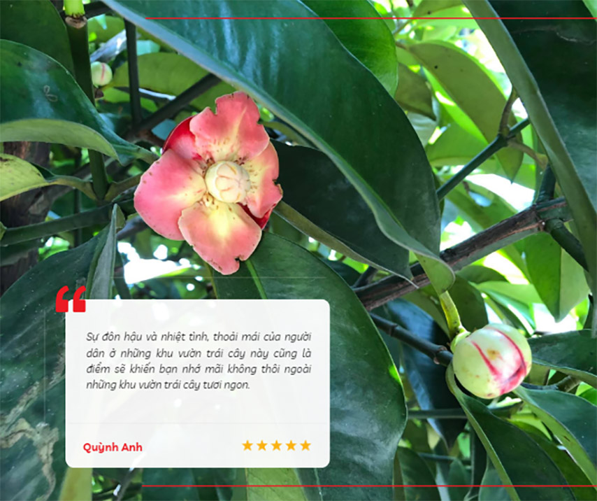 Review trải nghiệm của du khách Quỳnh Anh khi đến vườn trái cây Gò Chùa