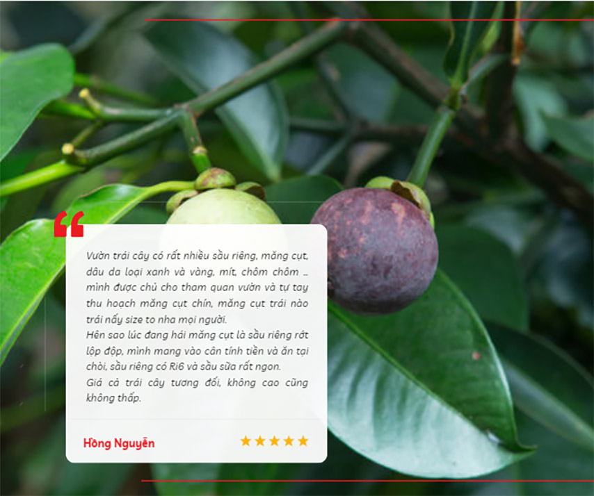 Tài khoản Hong Nguyen để lại nhận xét khi tham quan vườn trái cây Gò Chùa Tây Ninh 