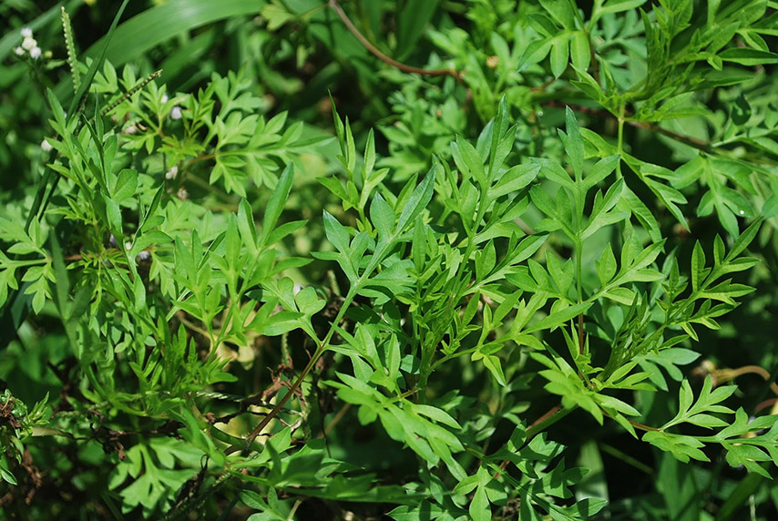 Rau sao nhái là một trong những loại rau rừng đặc trưng của Tây Ninh 