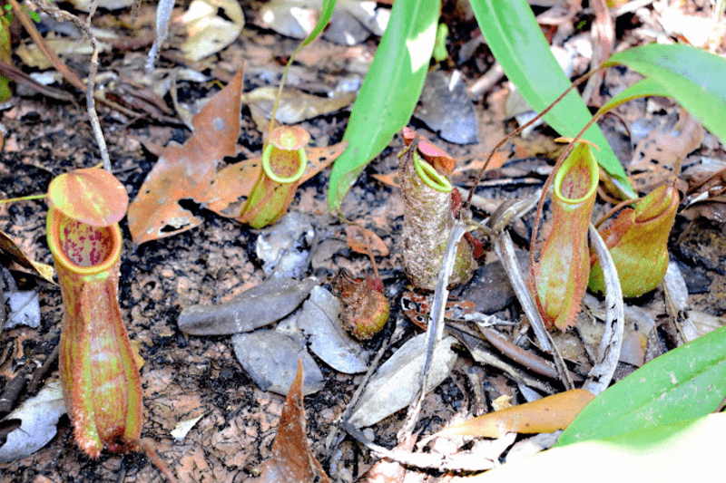 Nắp ấm lá men (nepenthes thorelii)