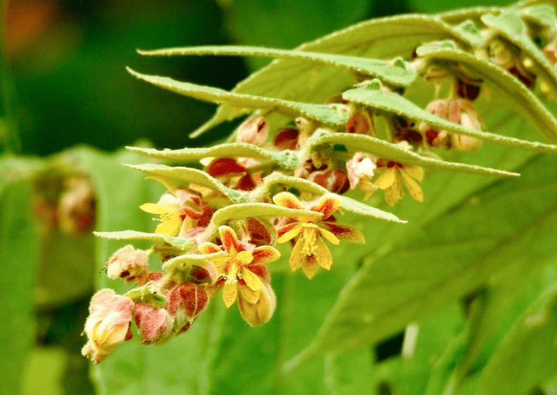 Bồ an (colona auriculata)
