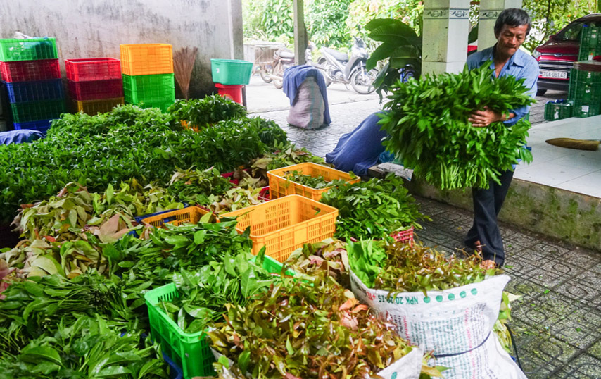 Rau rừng có mặt ở hầu hết các khu chợ lớn tại tỉnh Tây Ninh 