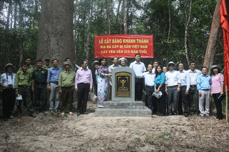 Kích thước của cây vên vên tại Vườn quốc gia Lò Gò Xa Mát Tây Ninh