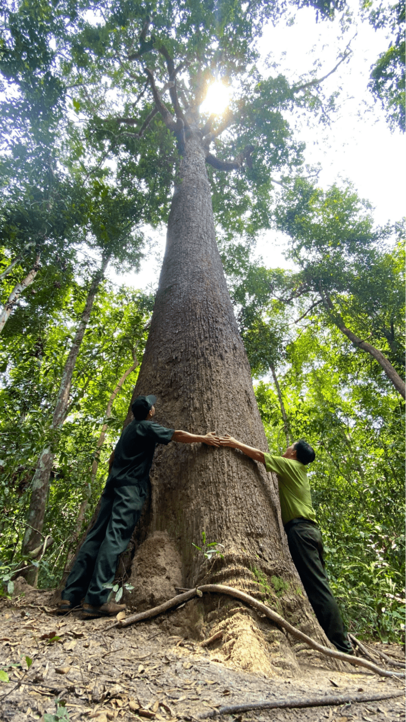 Cây vên vên - cây di sản Việt Nam thuộc vườn quốc gia Lò Gò - Xa Mát 