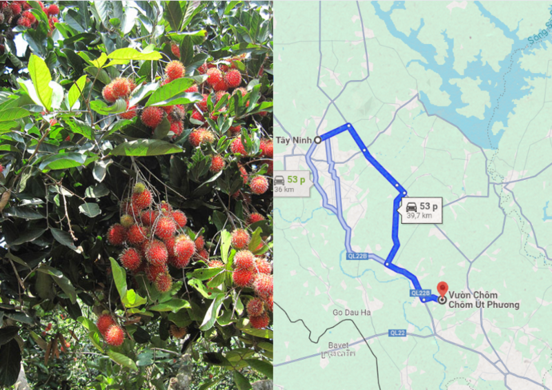 Bản đồ đường đi từ trung tâm thành phố Tây Ninh tới vườn trái cây Út Phương 