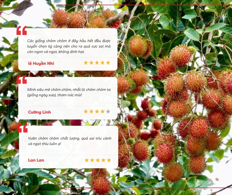 Review của du khách về trải nghiệm thu hoạch và thưởng thức trái cây ngay tại vườn