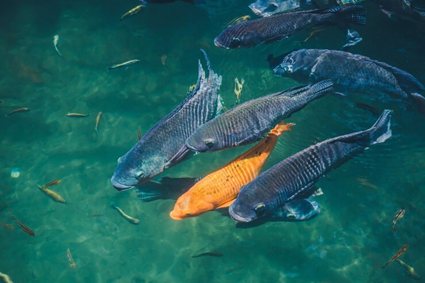 Các loài cá thường nhạy cảm với tiếng động mạnh 