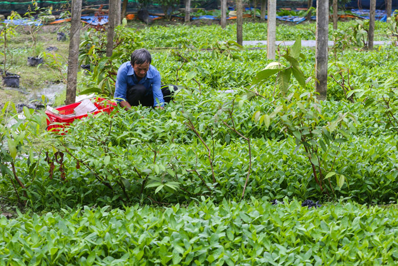 Trảng Bàng Tây Ninh có gì chơi, du khách có thể thăm vườn rau rừng được phủ một màu xanh mướt