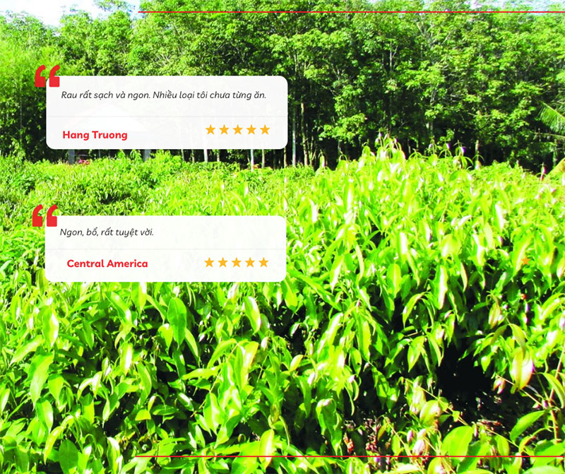 Chia sẻ của du khách về Vườn rau rừng Trảng Bàng Tây Ninh