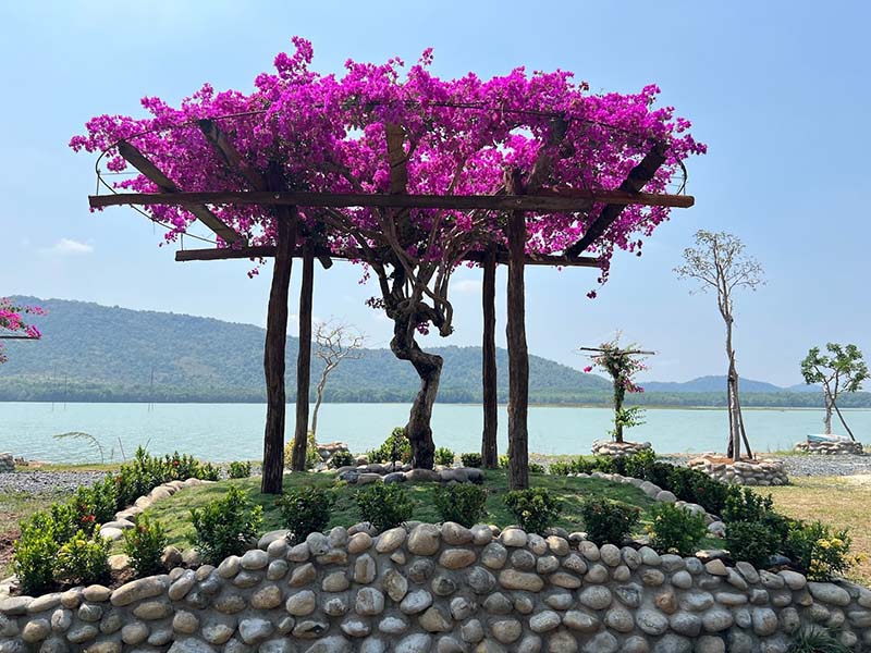 Những cây bằng lăng tím tuyệt đẹp được trồng quanh Bằng Lăng Glamping