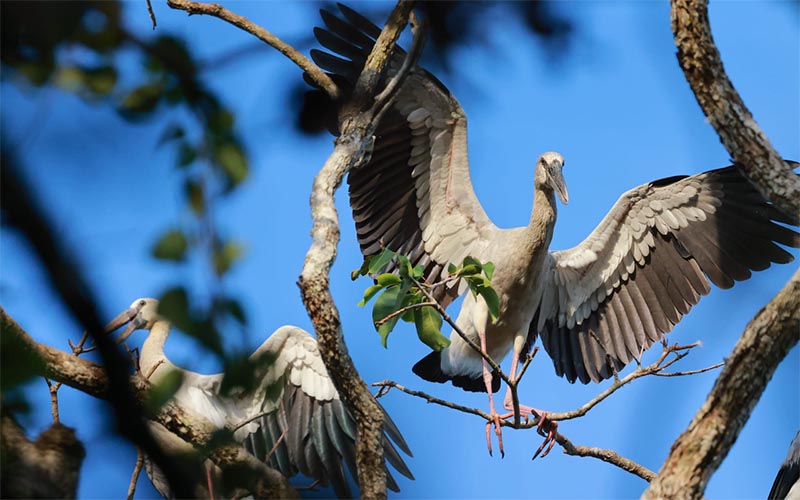 Nhiều loài chim quý hiếm, cụ thể là cò nhạn đang được bảo tồn tại khu du lịch sinh thái Daha