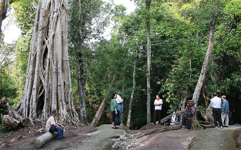 Những gốc cây cổ thụ tại khu sinh thái