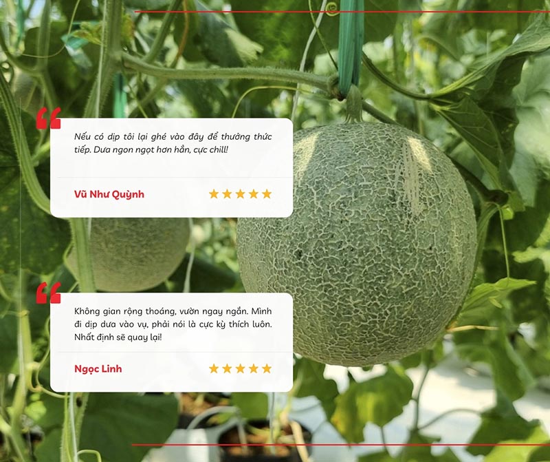 Review của du khách khi ghé thăm và tự tay thu hoạch, thưởng thức trái tại vườn của anh Đặng Hữu Nghĩa - Trà Vong