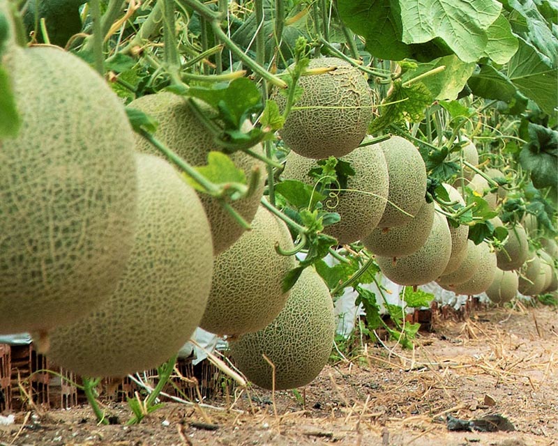 Vườn dưa lưới Hồng Hạnh trồng dưa theo mô hình nhà màng, đạt tiêu chuẩn VietGap